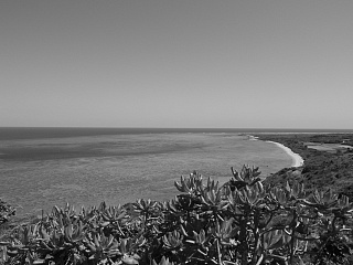 Monotone